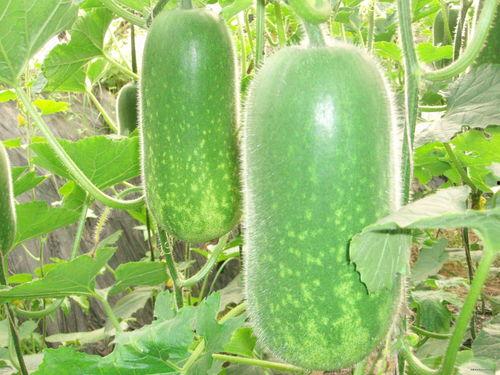 吃瓜1122503,一场网络热议背后的真相