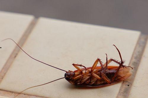 怎样吃蟑螂怎样吃粘瓜,探索独特味蕾之旅