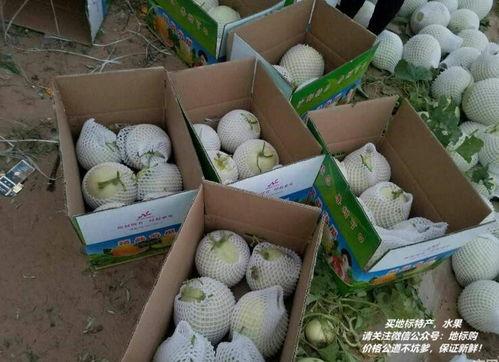 新疆蜜瓜煮着吃,煮着吃的甜蜜诱惑