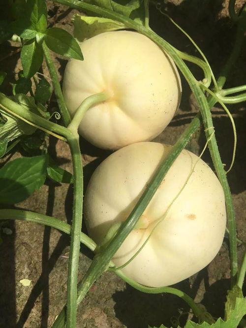 河北铺吃瓜么,揭秘吃瓜群众的欢乐世界