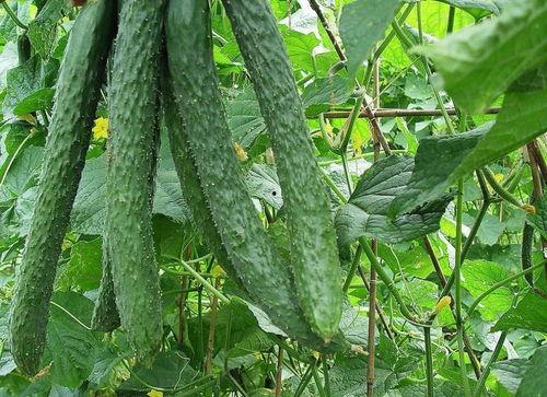 天哥天天吃瓜,揭秘娱乐圈那些不为人知的幕后故事