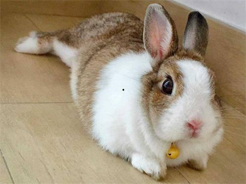 困困兔吃瓜,困困兔的瓜田奇遇记