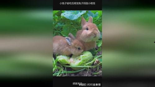 会吃瓜的兔子,揭秘动物界的美食家