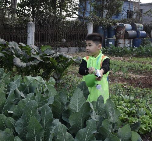 种瓜吃瓜种菜吃菜,种瓜吃瓜，种菜吃菜的生活哲学