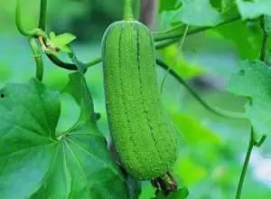 吃瓜太少怎么回,揭秘吃瓜太少背后的故事