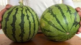 梦见西瓜地里偷瓜吃,偷瓜西瓜地，揭秘梦境中的甜蜜诱惑